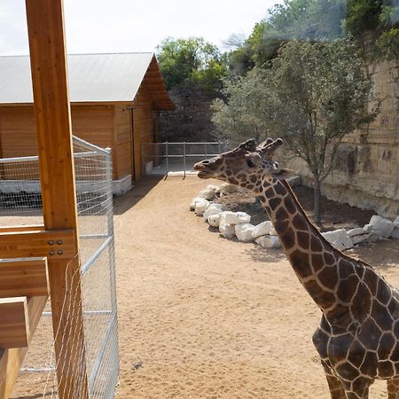 San Antonio Zoo - Spekboom Giraffe Lodge Zewnętrze zdjęcie