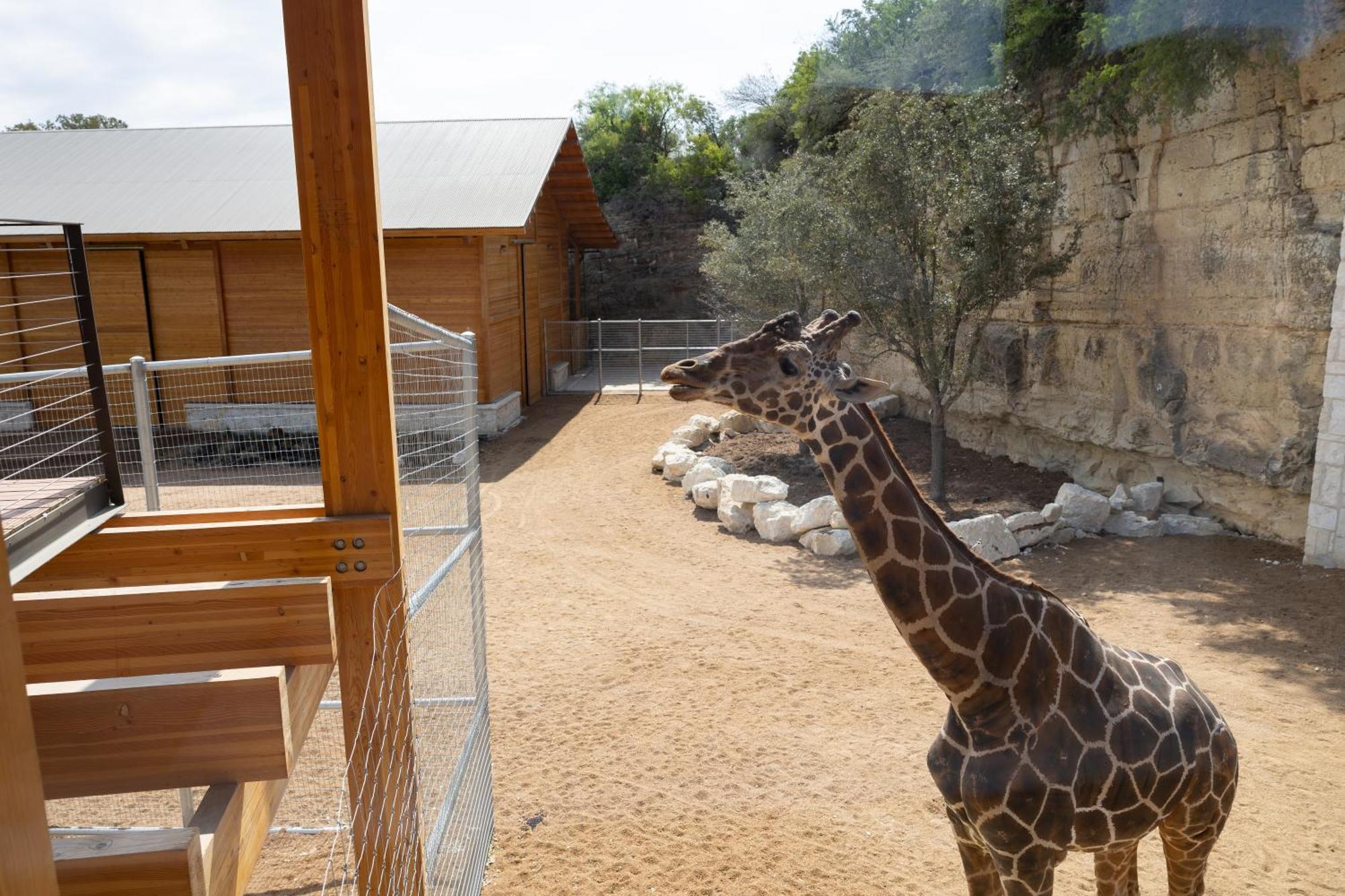 San Antonio Zoo - Spekboom Giraffe Lodge Zewnętrze zdjęcie