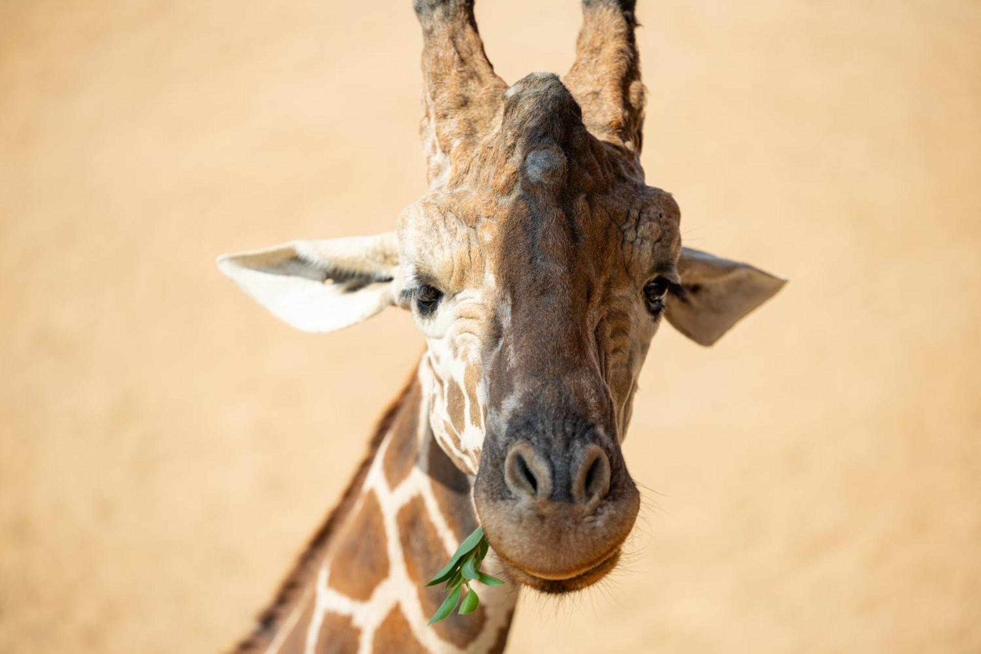 San Antonio Zoo - Spekboom Giraffe Lodge Zewnętrze zdjęcie