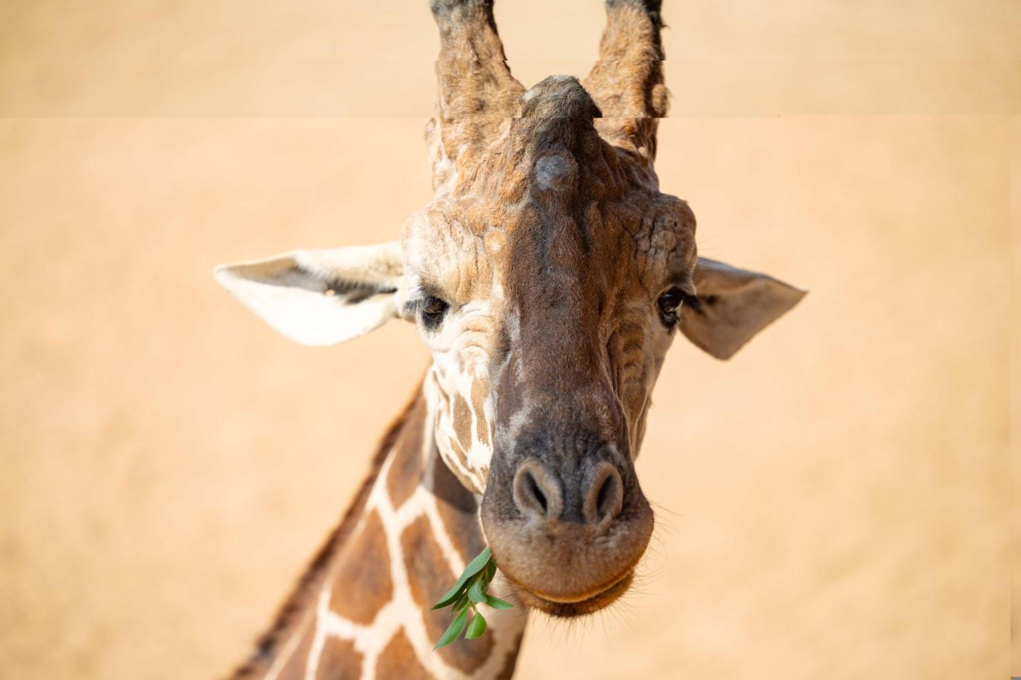 San Antonio Zoo - Spekboom Giraffe Lodge Zewnętrze zdjęcie
